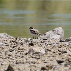 Charadrius melanops at Fyshwick, ACT - Yesterday by RodDeb