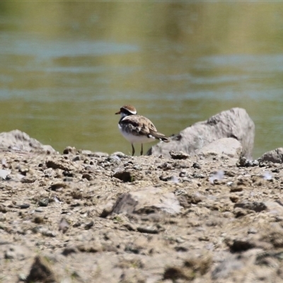 Charadrius melanops (Black-fronted Dotterel) at Fyshwick, ACT - 21 Feb 2025 by RodDeb