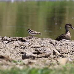 Charadrius melanops at Fyshwick, ACT - 21 Feb 2025 12:23 PM