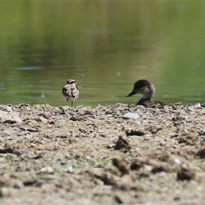 Charadrius melanops at Fyshwick, ACT - 21 Feb 2025 12:23 PM