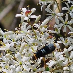 Chauliognathus lugubris (Plague Soldier Beetle) at Goulburn, NSW - 22 Feb 2025 by trevorpreston