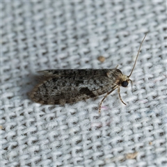 Lepidoscia euryptera (A case moth) at Harrison, ACT by DPRees125