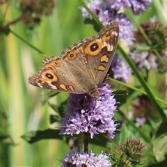 Junonia villida (Meadow Argus) at Fyshwick, ACT - 21 Feb 2025 by RodDeb