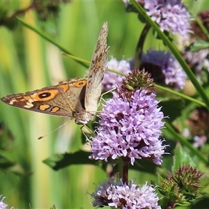 Junonia villida at Fyshwick, ACT - 21 Feb 2025 12:04 PM