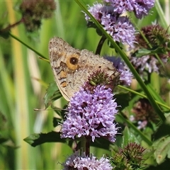 Junonia villida at Fyshwick, ACT - 21 Feb 2025 12:04 PM