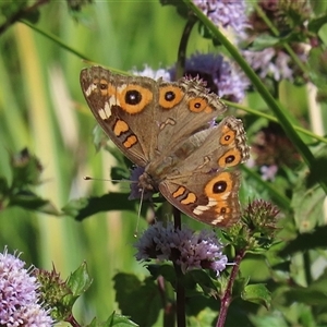 Junonia villida at Fyshwick, ACT - 21 Feb 2025 12:04 PM