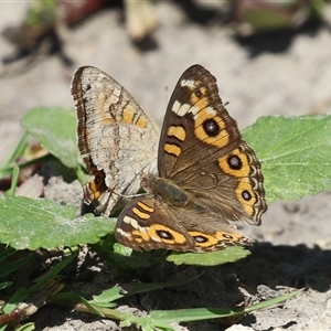 Junonia villida at Fyshwick, ACT - 21 Feb 2025 12:04 PM