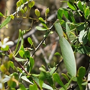 Orthodera ministralis at Goulburn, NSW - Yesterday 12:39 PM