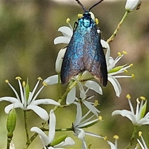 Pollanisus (genus) (A Forester Moth) at Goulburn, NSW - 22 Feb 2025 by trevorpreston