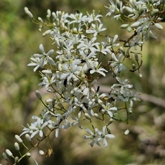 Bursaria spinosa (Native Blackthorn, Sweet Bursaria) at Goulburn, NSW - 22 Feb 2025 by trevorpreston