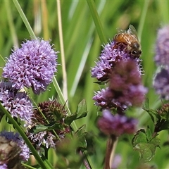 Mentha pulegium (Pennyroyal) at Fyshwick, ACT - 21 Feb 2025 by RodDeb