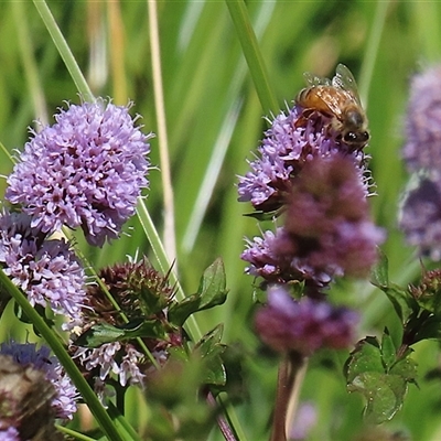 Mentha pulegium (Pennyroyal) at Fyshwick, ACT - 21 Feb 2025 by RodDeb