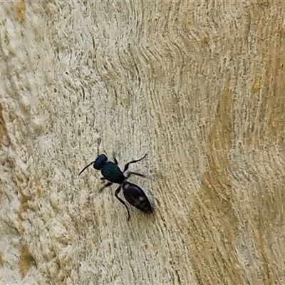 Mutillidae (family) (Unidentified Mutillid wasp or velvet ant) at Goulburn, NSW - 22 Feb 2025 by trevorpreston