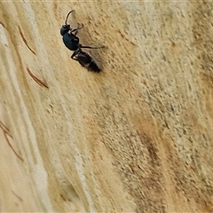 Mutillidae (family) at Goulburn, NSW - 22 Feb 2025 12:36 PM