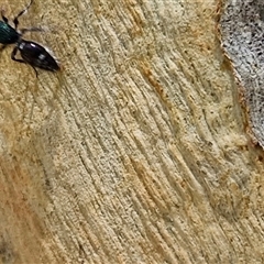 Mutillidae (family) at Goulburn, NSW - 22 Feb 2025 12:36 PM