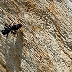 Mutillidae (family) at Goulburn, NSW - 22 Feb 2025 12:36 PM