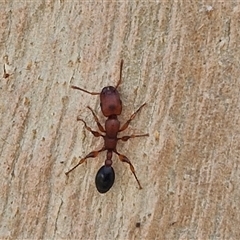 Podomyrma sp. (genus) (Muscleman Tree Ant) at Goulburn, NSW - 22 Feb 2025 by trevorpreston