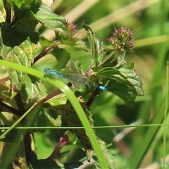 Austroagrion watsoni (Eastern Billabongfly) at Fyshwick, ACT - 21 Feb 2025 by RodDeb