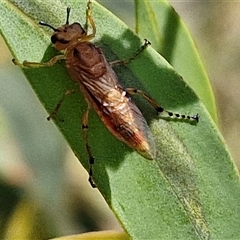 Pseudoperga guerinii (A sawfly) at Goulburn, NSW - 22 Feb 2025 by trevorpreston