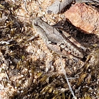 Phaulacridium vittatum (Wingless Grasshopper) at Goulburn, NSW - 22 Feb 2025 by trevorpreston