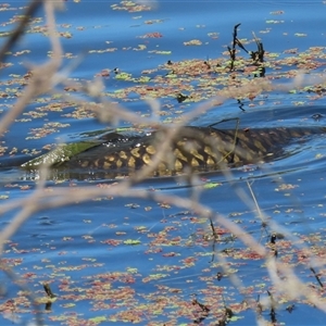 Cyprinus carpio at Fyshwick, ACT - 21 Feb 2025 12:10 PM