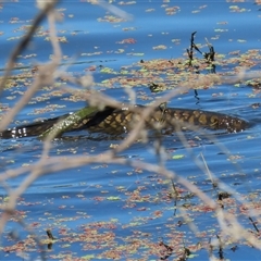 Cyprinus carpio at Fyshwick, ACT - 21 Feb 2025 12:10 PM