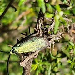 Pollanisus (genus) (A Forester Moth) at Goulburn, NSW - 22 Feb 2025 by trevorpreston