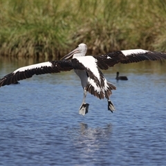 Pelecanus conspicillatus (Australian Pelican) at Fyshwick, ACT - 21 Feb 2025 by RodDeb