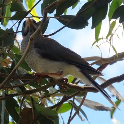 Manorina melanocephala (Noisy Miner) at Fyshwick, ACT - 21 Feb 2025 by RodDeb