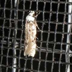 Endrosis sarcitrella (White-shouldered House Moth) at Charleys Forest, NSW - 7 Feb 2025 by arjay