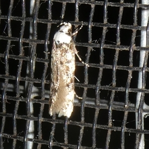 Endrosis sarcitrella at Charleys Forest, NSW - suppressed