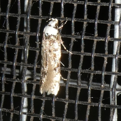 Endrosis sarcitrella (White-shouldered House Moth) at Charleys Forest, NSW - 7 Feb 2025 by arjay