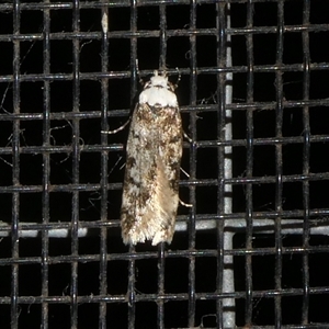 Endrosis sarcitrella at Charleys Forest, NSW - suppressed