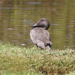 Stictonetta naevosa (Freckled Duck) at Fyshwick, ACT - 21 Feb 2025 by RodDeb