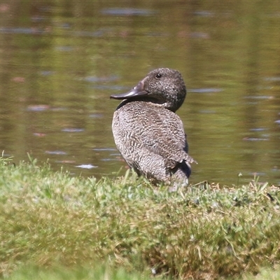 Stictonetta naevosa (Freckled Duck) at Fyshwick, ACT - 21 Feb 2025 by RodDeb