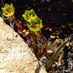 Campynema lineare at Mount Field, TAS - 21 Feb 2025 by VanessaC