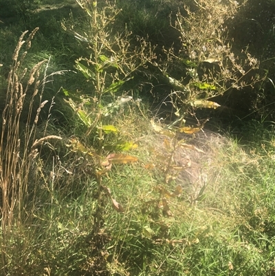 Lactuca serriola (Prickly Lettuce) at Watson, ACT - 22 Feb 2025 by Kristi