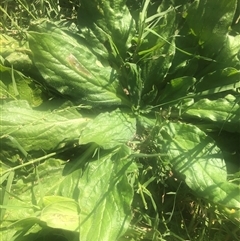 Echium plantagineum (Paterson's Curse) at Watson, ACT - 22 Feb 2025 by Kristi