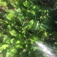 Unidentified Other Wildflower or Herb at Watson, ACT - Today by Kristi