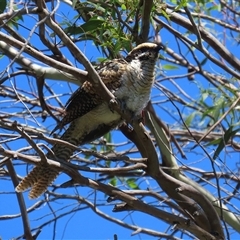 Eudynamys orientalis (Pacific Koel) at Fyshwick, ACT - 21 Feb 2025 by RodDeb