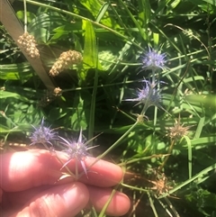 Eryngium ovinum (Blue Devil) at Watson, ACT - 22 Feb 2025 by Kristi