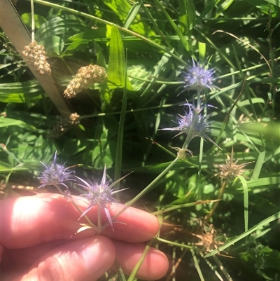 Eryngium ovinum (Blue Devil) at Watson, ACT - 22 Feb 2025 by Kristi