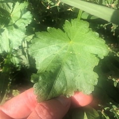 Modiola caroliniana (Red-flowered Mallow) at Watson, ACT - 22 Feb 2025 by Kristi