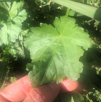 Modiola caroliniana (Red-flowered Mallow) at Watson, ACT - 22 Feb 2025 by Kristi