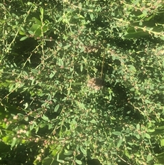 Polygonum aviculare (Wireweed) at Watson, ACT - 22 Feb 2025 by Kristi