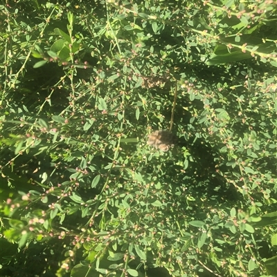 Polygonum aviculare (Wireweed) at Watson, ACT - 22 Feb 2025 by Kristi