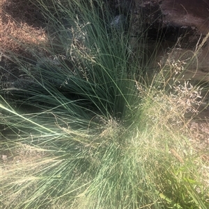 Eragrostis curvula (African Lovegrass) at Watson, ACT - 22 Feb 2025 by Kristi