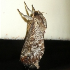 Elhamma australasiae (A Swift or Ghost moth (Hepialidae)) at Charleys Forest, NSW - 6 Feb 2025 by arjay