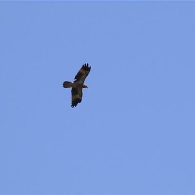 Haliastur sphenurus (Whistling Kite) at Fyshwick, ACT - 21 Feb 2025 by RodDeb