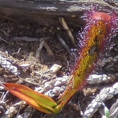 Drosera murfetii at Mount Field, TAS - 21 Feb 2025 by VanessaC